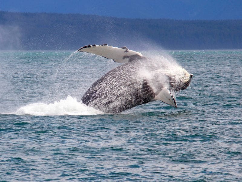 [하계시즌] 자 떠나자! 타두삭 고래 크루즈 3박4일